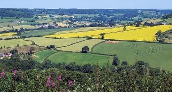 Devon Countryside pic