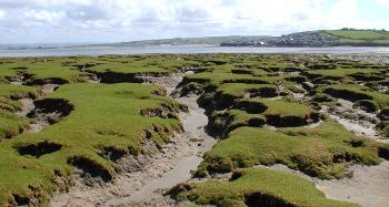 Saltmarsh Northam Burrows Picture