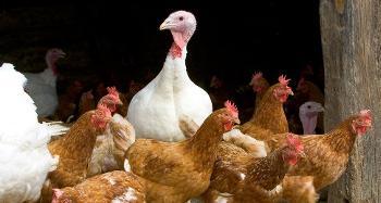 Chickens and Turkey