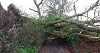 Storm Damage Fallen Tree on Road
