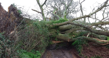 Storm Damage Fallen Tree on Road