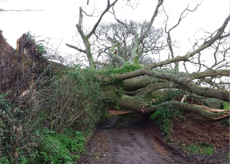Storm Damage Fallen Tree on Road