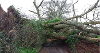 Storm Damage Fallen Tree Across Road