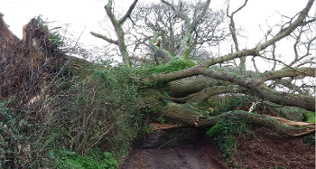 Storm Damage Fallen Tree Across Road
