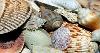 Seashells Image