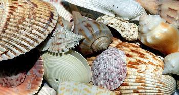 Seashells Image