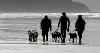 Dogs and Owners Walking on Westward Ho! Beach