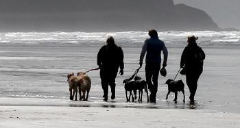 Dogs and Owners Walking on Westward Ho! Beach