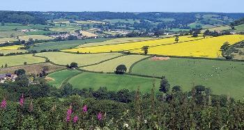 Picture of fields trees wild flowers and hedgerows