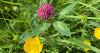 Red clover