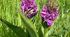 Southern Marsh Orchids