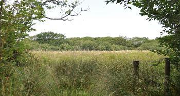 LCT 1F Culm grassland at Dunsdon National Nature Reserve