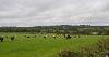 DCA 36: Dairy cows grazing pasture with a new timber agricultural building visible, and a mixture of wooded copses, tree-lined hedgerows and scattered settlement in the background (e.g. Highhampton).