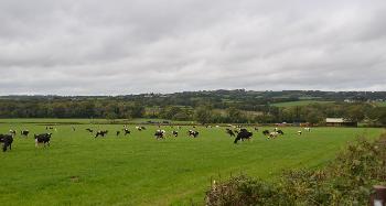 DCA 36: Dairy cows grazing pasture with a new timber agricultural building visible, and a mixture of wooded copses, tree-lined hedgerows and scattered settlement in the background (e.g. Highhampton).