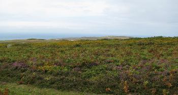 DCA 38: Coastal heathland and maritime grasslands are of national importance for nature conservation.