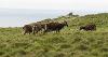 DCA 38: Overgrazing by Soay sheep, as well as ponies, goats and rabbits is an ongoing management issue on the island. 