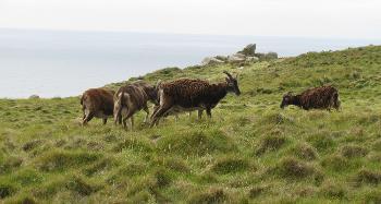 DCA 38: Overgrazing by Soay sheep, as well as ponies, goats and rabbits is an ongoing management issue on the island. 