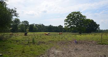 DCA 64: Cattle grazing floodplain pastures with mature, in-field trees.