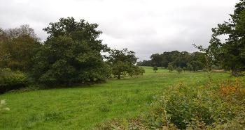 DCA 65: Historic parkland at Heanton Satchville viewed from the A38 characterised by wood pasture