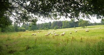 DCA 65: Sheep grazing historic parkland at Heanton Sanchville.