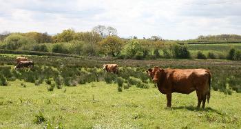 DCA 66: Locally distinctive North Devon ‘Ruby Red’ cattle grazing Culm grasslands.