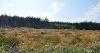 DCA 66: An area of felled conifer plantation and heathland/grassland restoration at Winslade Plantation.