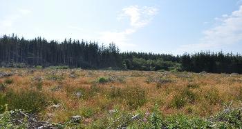 DCA 66: An area of felled conifer plantation and heathland/grassland restoration at Winslade Plantation.