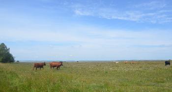 DCA 67: Cattle (including Ruby Red North Devon, a native breed) grazing internationally important Culm grasslands, with distant views north towards Exmoor National Park.