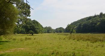 LCT 3C Grazing marsh/rush pasture with in-field trees, enclosed by woodland on the banks of the River Torridge, west of Shebbear.