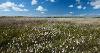 Figure 2.10: Cotton grass across a moor landscape.