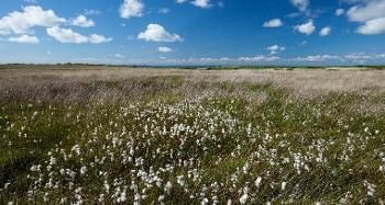 Figure 2.10: Cotton grass across a moor landscape.