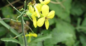 Figure ‎2.13: The endemic Lundy cabbage