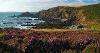 Figure 2.3: Picture of a coastal setting, cliffs with a pebbly beach below and heather in the foreground.