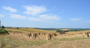 Figure ‎2.7: A picture of a pastoral landscape with hay gathered using traditional cropping methods.