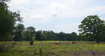 LCT 3H Cattle grazing floodplain pasture on the upper reaches of the River Carey.
