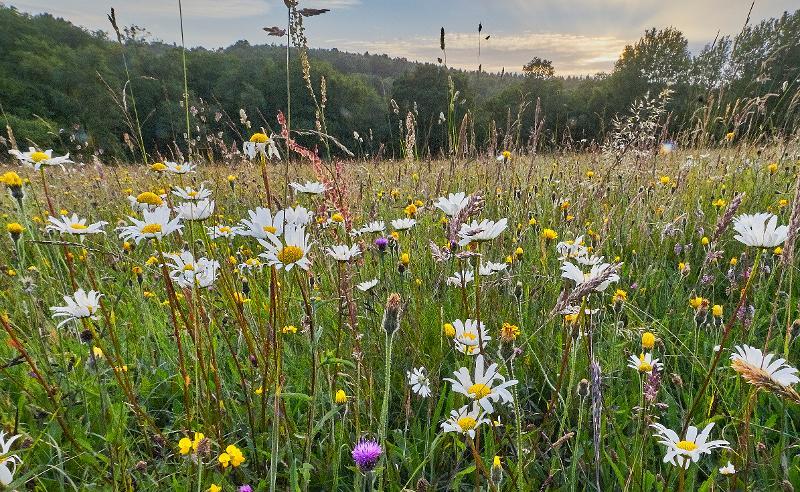 Photo of wildflowers such as daisies in a Meadow
