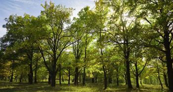 Consultation Graphic