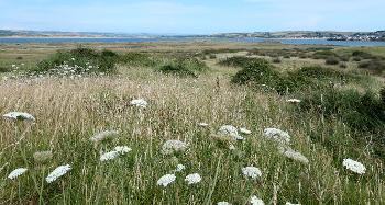 Close up of grass and flowers on the Burrows 