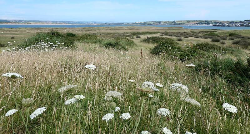 Close up of grass and flowers on the Burrows 