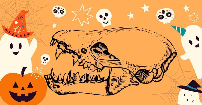 Orange graphic with a dinosaur skull in the middle and cartoon ghosts, skulls and pumpkins around it