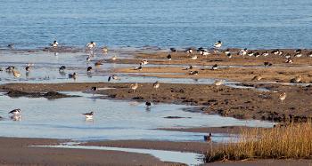 Image of birds wading in the Skern