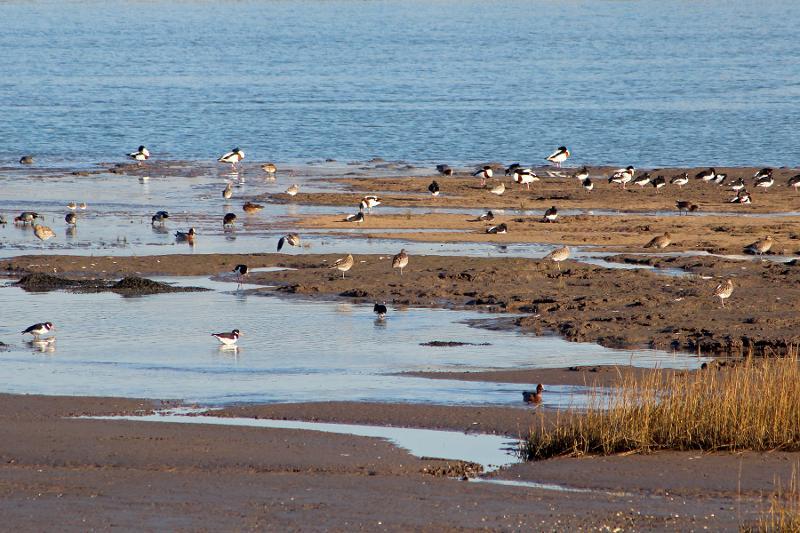 Birds wading in the Skern