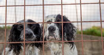 Image of 2 black and white dogs looking said behind a wire fence