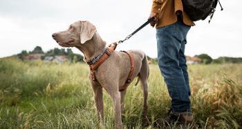 Photo of a light brown/grey coloured dog that is on a lead in a field