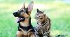 Photo of a brown and black dog and a tabby cat next to each other on some grass.