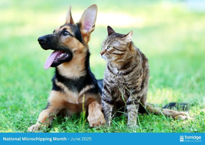 Photo of a brown and black dog and a tabby cat next to each other on some grass.