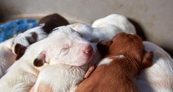 Group of puppies laid on top of each other sleeping 