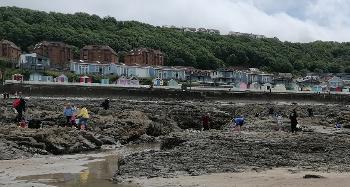 People rockpooling in Westward Ho, on the beach and surrounding rocks