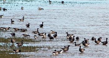 Geese wading in the Skern