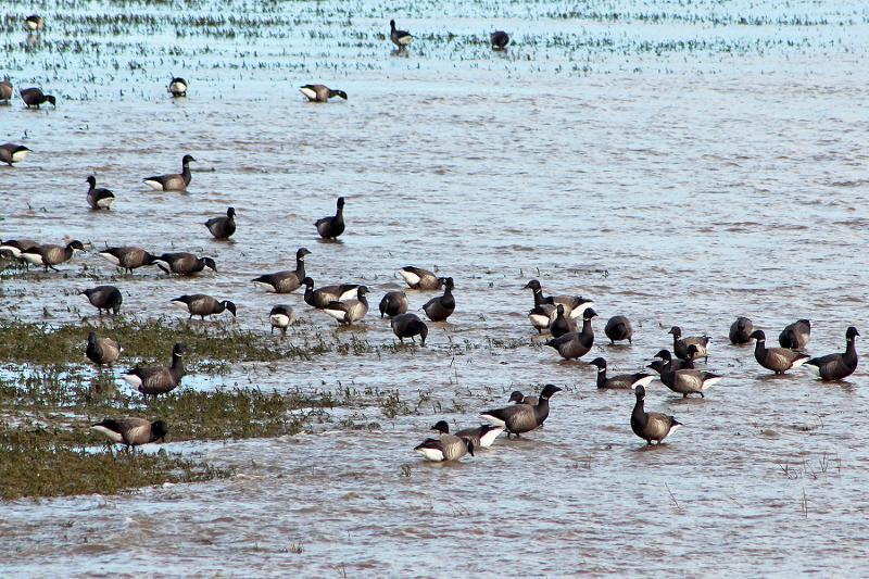 Geese wading in the Skern